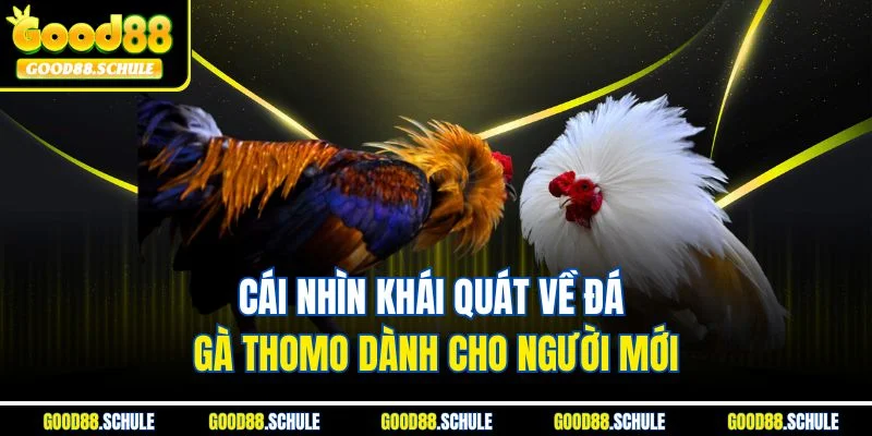 Cái nhìn khái quát về đá gà Thomo dành cho người mới