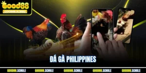 Đá Gà Philippines - Luật Chơi Sới Gà Nổi Tiếng Tại Good88