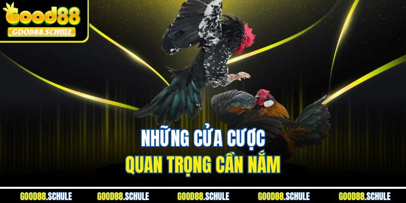 Những cửa cược quan trọng cần nắm