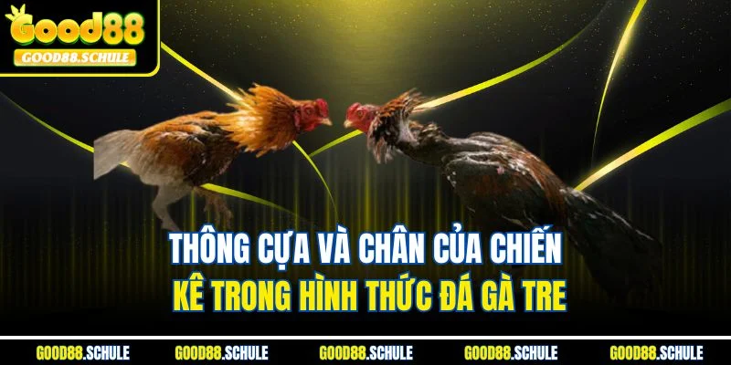 Thông cựa và chân của chiến kê trong hình thức đá gà tre
